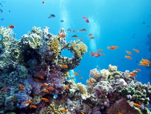 Caribbean-Coral-Reef
