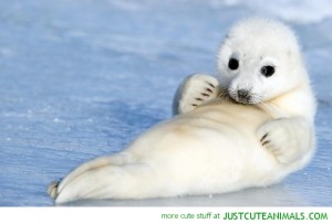 baby-harp-seal-ice-cute-animal-pictures