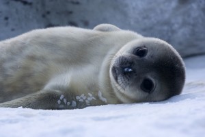 bebe_phoque_de_weddell_-_baby_weddell_seal