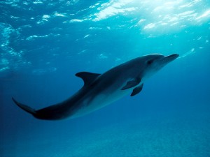 Atlantic Spotted Dolphin - Stenella Plagiodon